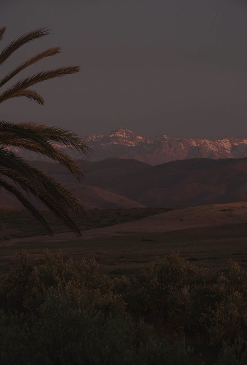 Palmier et montagnes de l'Atlas au crépuscule